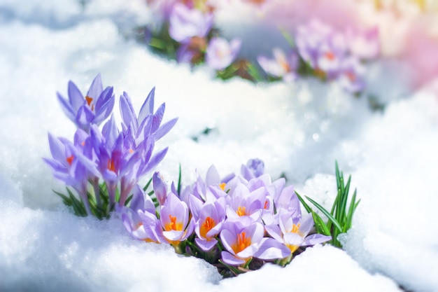 春の花クロッカスは雪の下から抜け出す