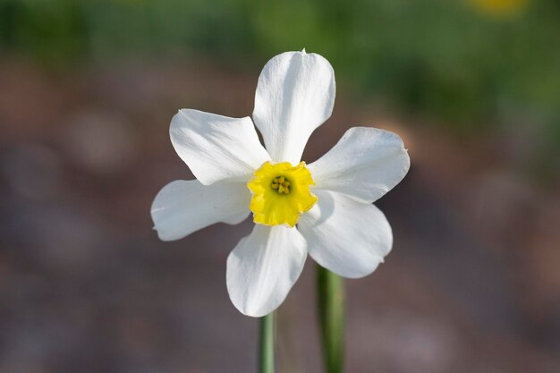 写真 春の花 ナチスが花をかせた 庭に白いナルシスがく