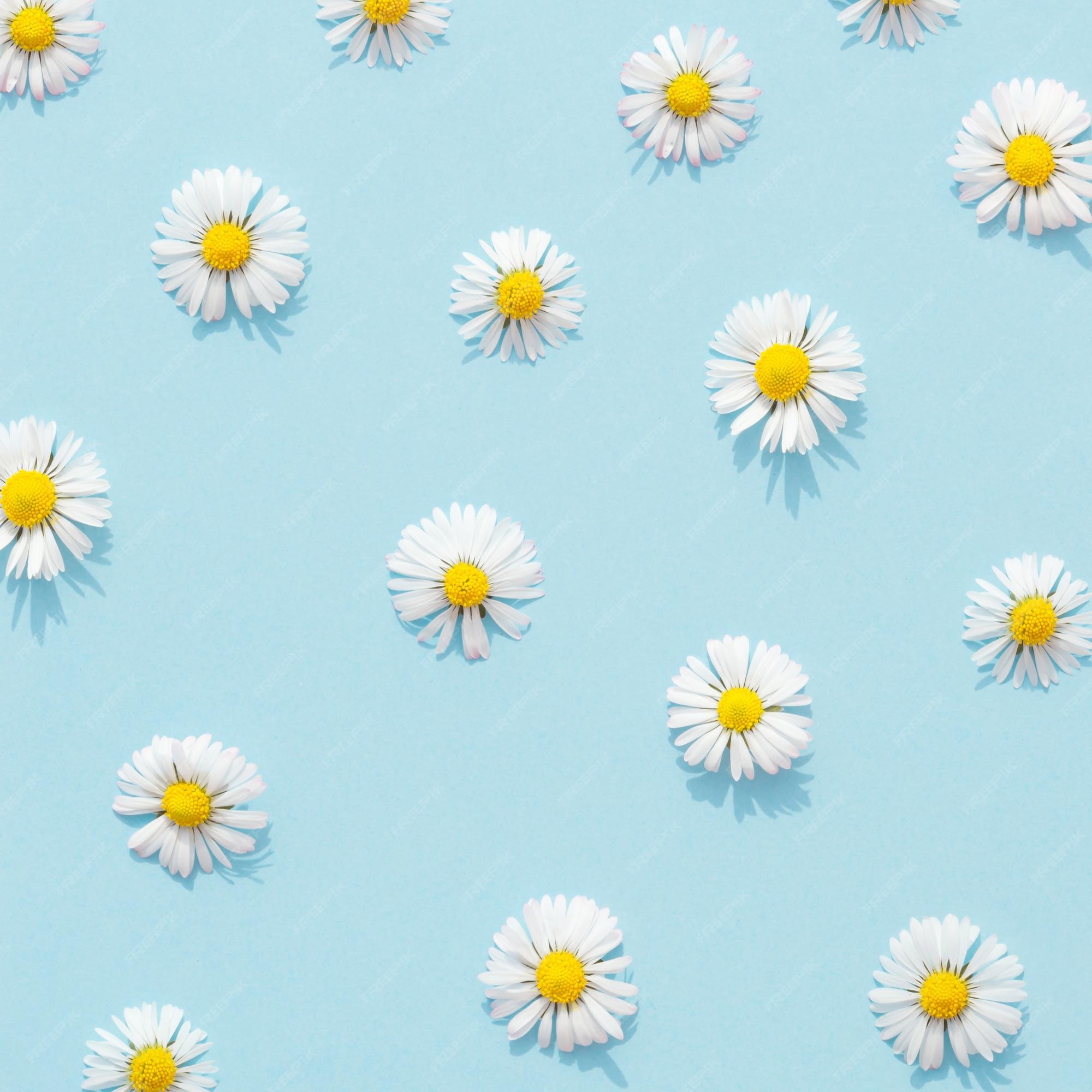 Premium Photo | Spring flowers daisy on a pastel blue background ...