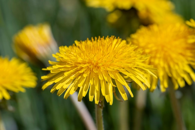 開花中の畑に春の花タンポポ