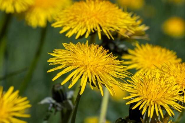 Spring flowers dandelions on the field during blooming