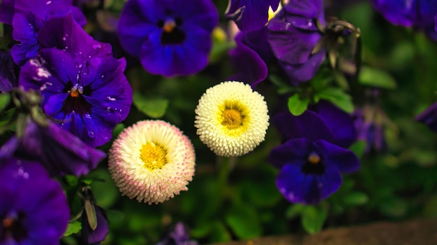 さまざまな種類の春の花が装飾的に植えられています