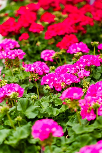 Spring flowers on display at local nursery.