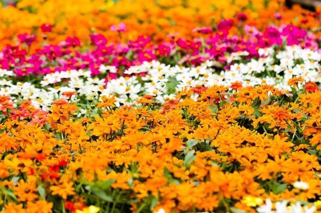 地元の保育園に春の花が展示されています。