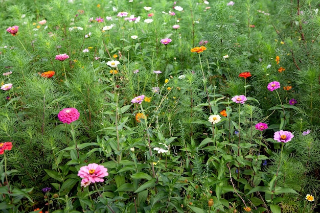 Photo spring flowers explode in the garden