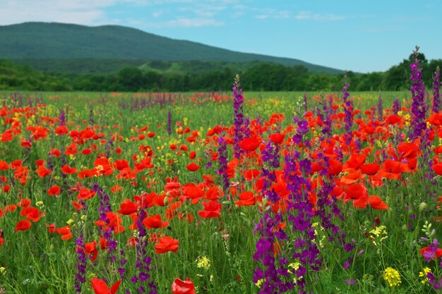 フィールドの春の花。美しい風景。自然の構成