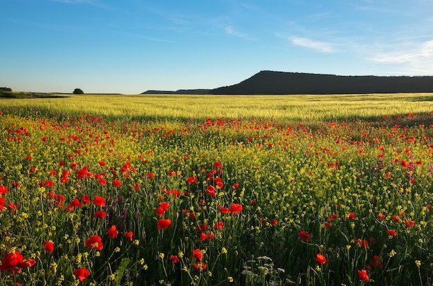 フィールドの春の花。美しい風景。自然の構成