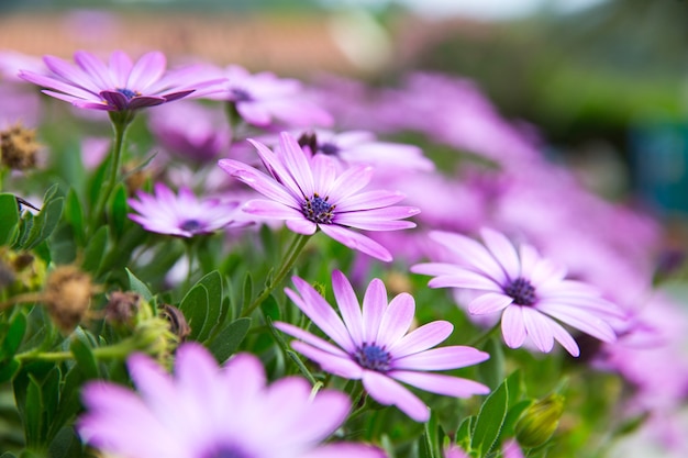 フィールド上の春の花