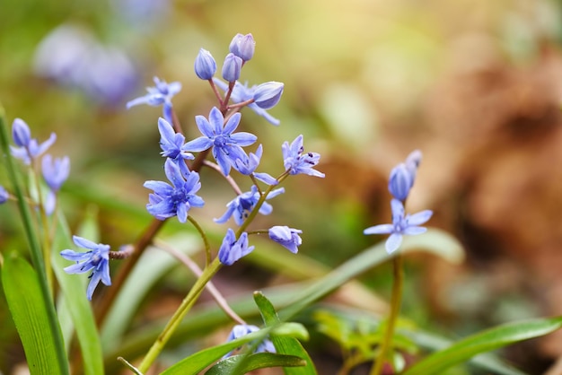 Photo spring flowers in a forest scilla bifolia