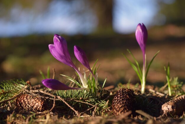 Spring flowers in forest