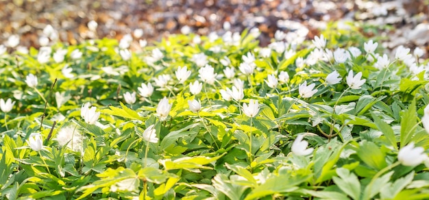 Spring flowers at the forest