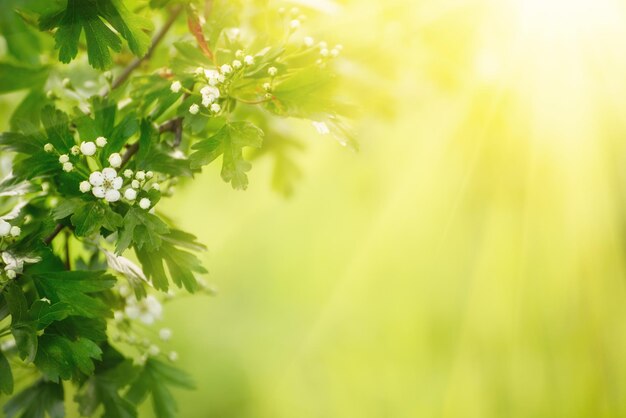 Spring flowers frame