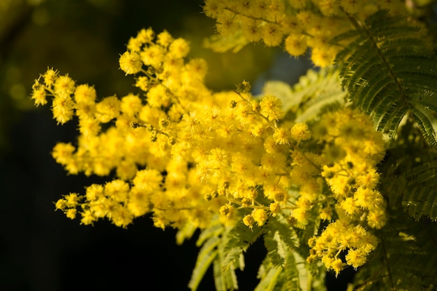 Spring flowers in full bloom