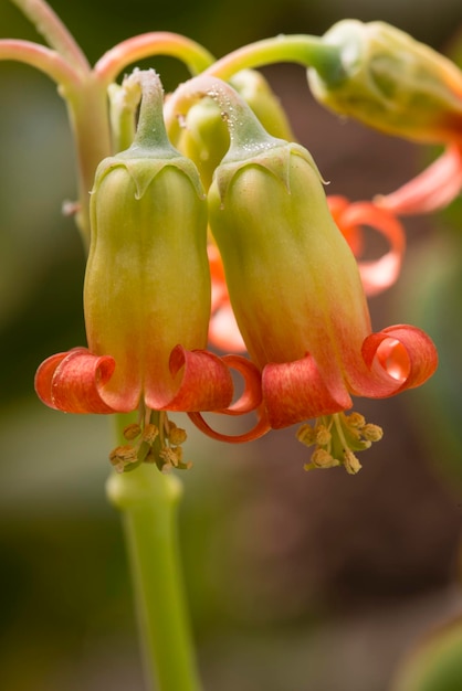 満開の春の花