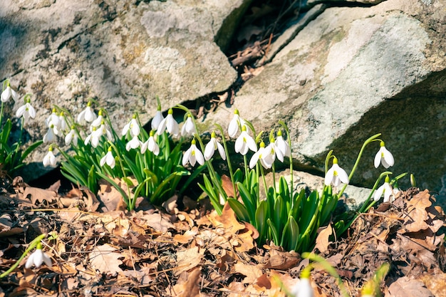 봄 꽃 Galanthus Snowdrops 클로즈업 돌 근처의 단풍을 통해 나아갔습니다.