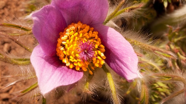 庭の春の花。