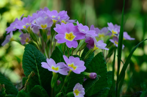 Spring flowers in garden