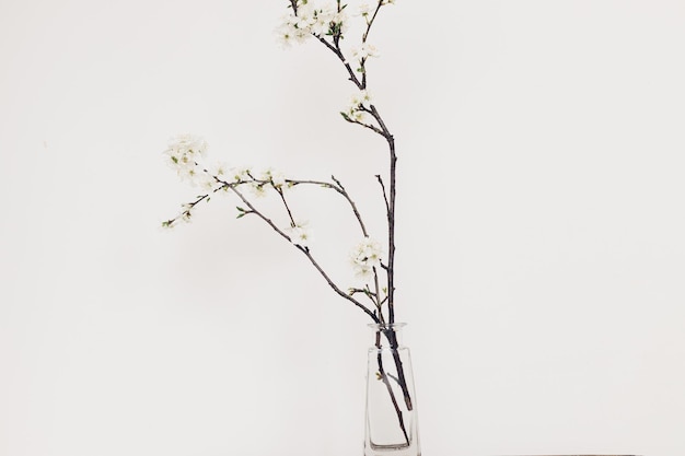 유리 꽃병에 봄 꽃 정물화 흰 벽에 피는 벚꽃 가지 간단한 시골 생활 가정 장식 텍스트를 위한 공간