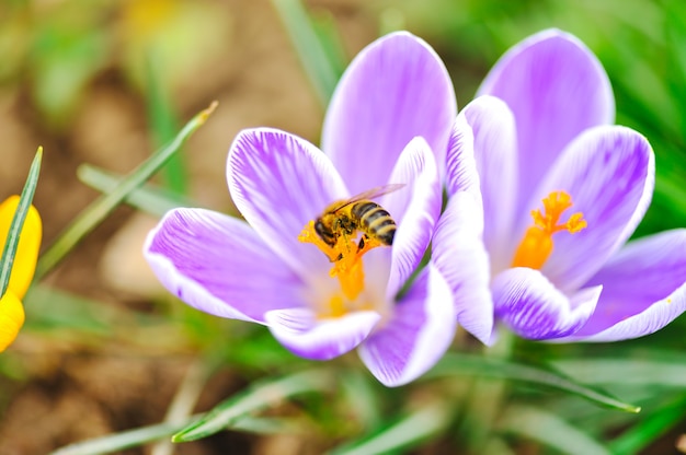 Spring, flowers, grass, bee