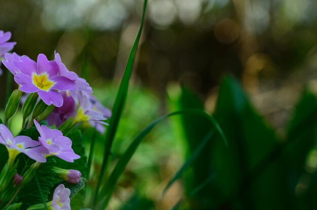 緑の春の花