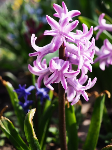 写真 春の花ヒヤシンス、冬後の最初の花、はがき。