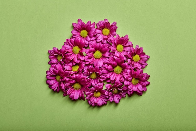 Photo spring flowers inflorescence pink gerbera flowers on green wall background top view flat lay