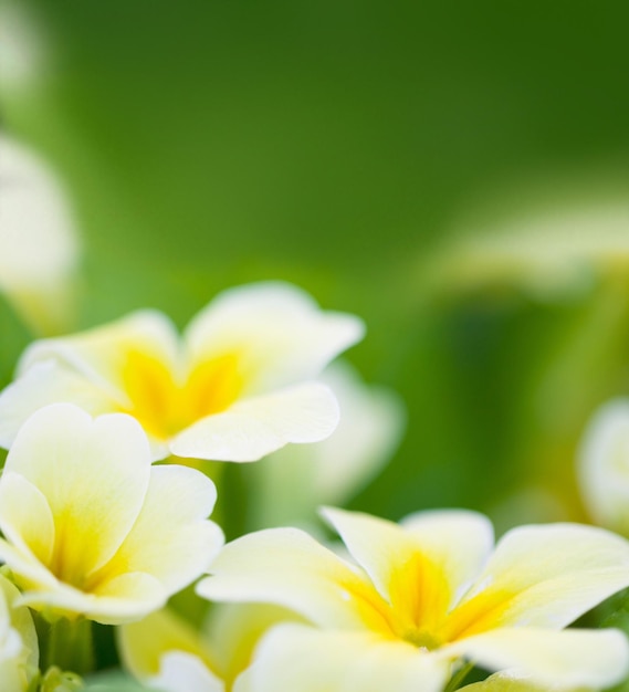 Spring flowers leaf and green mockup of a primrose with in a garden or nature environment Flower growth plant life and floral plants growing in a natural background park field with mock up