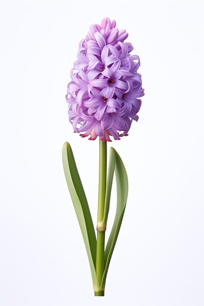 Photo spring flowers on a light background