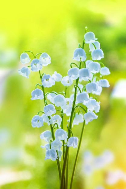 Spring flowers lily of the valley