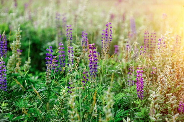 Spring flowers lupine field on a sunny day