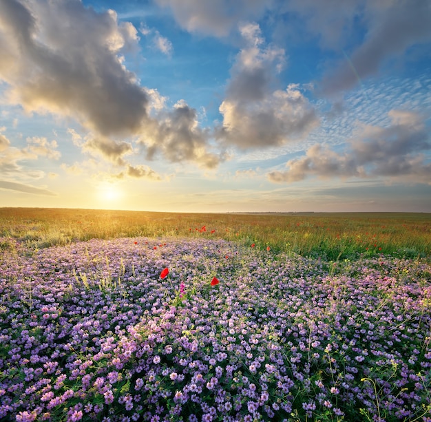 Spring flowers  in meadow. Beautiful landscapes.