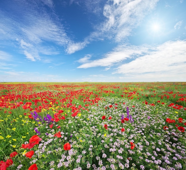 牧草地の春の花美しい風景