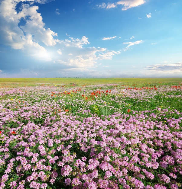 Fiori di primavera in prato