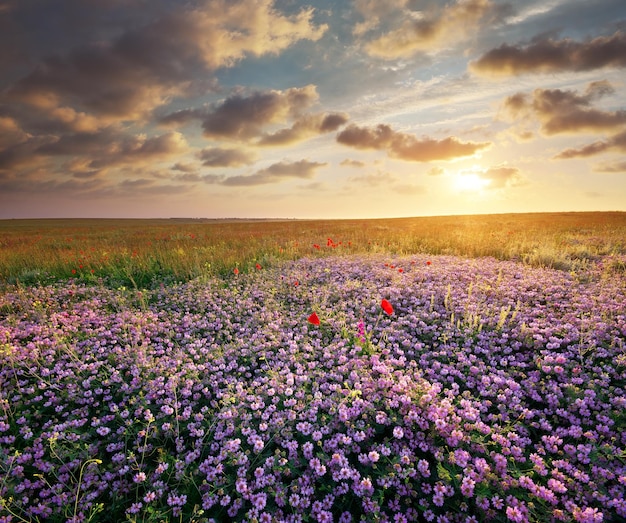 牧草地の春の花