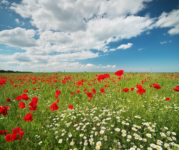 Spring flowers in meadow