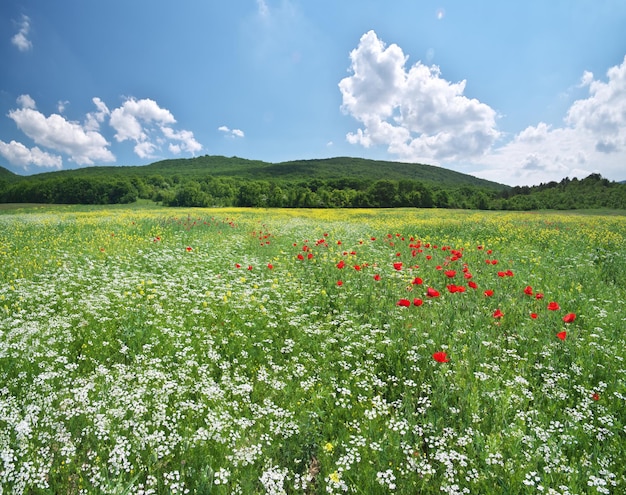 Photo spring flowers in meadow