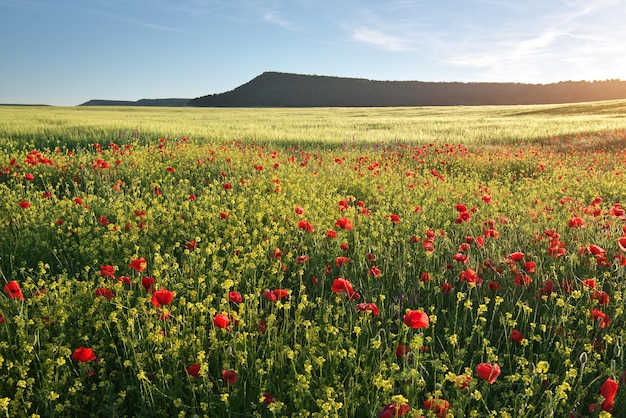 牧草地の春の花