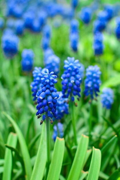 Spring flowers muscari flower natural spring background with blooming spring flowers of muscari Closeup of spring flowers