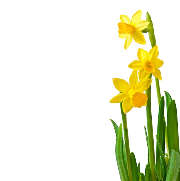 Photo spring flowers narcissus isolated on white background