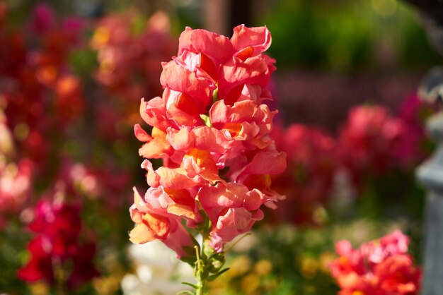 自然の中で春の花