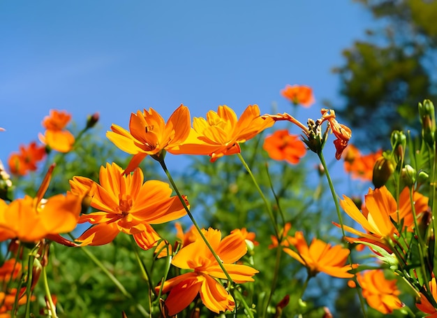 Spring flowers orange mexican aster in the flower garden summer time and blue sky