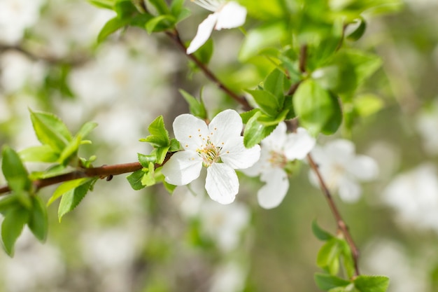 Spring flowers in orchard