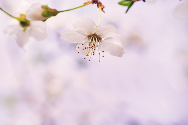 果樹園の春の花