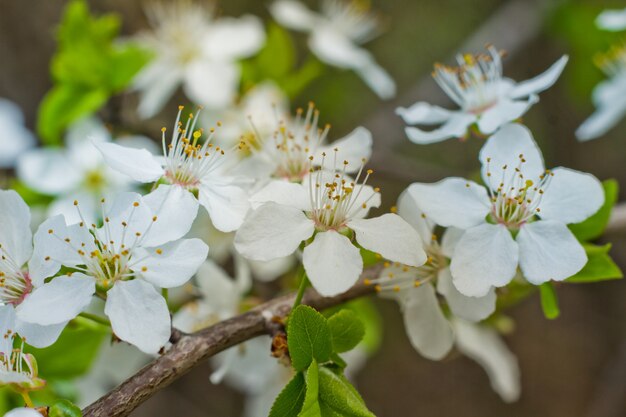 Spring flowers in orchard