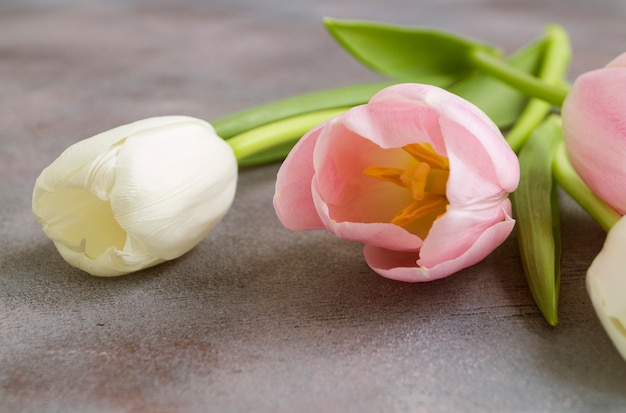 Spring flowers. Pink blooming tulips close up.