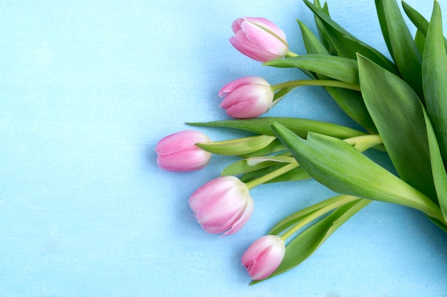 Spring flowers. Pink blooming tulips close up.