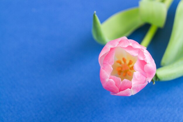 Fiori di primavera. i tulipani di fioritura rosa si chiudono su.