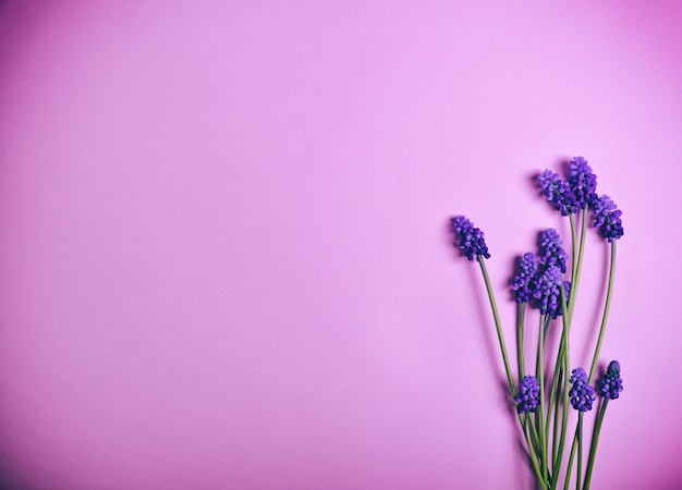 Photo spring flowers on a pink surface