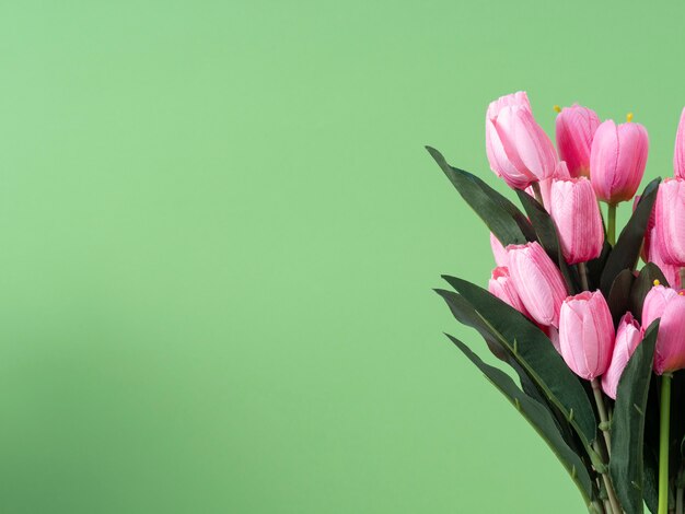 Spring flowers. Pink tulip on green background