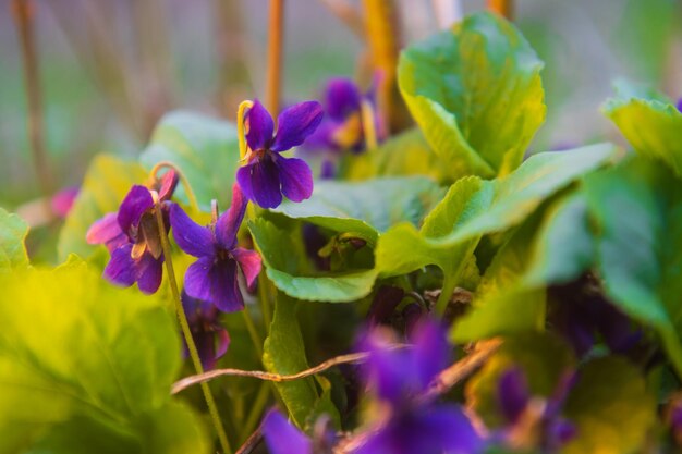 Spring flowers in pleasant light